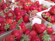 Meie parimad maasikad